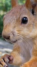 New 240x400 mobile wallpapers Animals, Squirrel, Rodents free download.