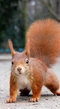 New mobile wallpapers - free download. Animals, Squirrel, Rodents picture and image for mobile phones.