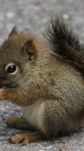 New mobile wallpapers - free download. Squirrel, Animals picture and image for mobile phones.
