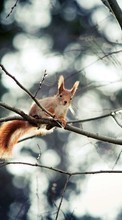 New mobile wallpapers - free download. Squirrel, Animals picture and image for mobile phones.