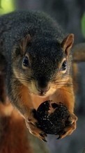 New mobile wallpapers - free download. Squirrel,Animals picture and image for mobile phones.