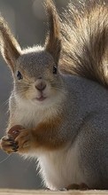 Squirrel,Animals for OnePlus One