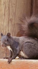Squirrel,Animals for Samsung Galaxy Note 3
