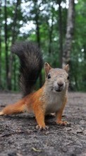 Squirrel,Animals for Apple iPod Touch 4g
