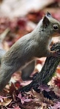 New mobile wallpapers - free download. Animals, Squirrel picture and image for mobile phones.