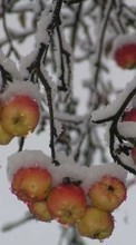 New mobile wallpapers - free download. Plants, Winter, Fruits, Apples, Snow picture and image for mobile phones.