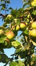 New mobile wallpapers - free download. Apples,Trees,Plants picture and image for mobile phones.