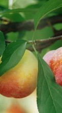 New mobile wallpapers - free download. Apples, Fruits, Plants picture and image for mobile phones.