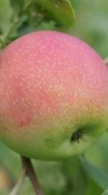 New mobile wallpapers - free download. Apples,Fruits,Plants picture and image for mobile phones.