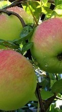 New mobile wallpapers - free download. Apples,Fruits,Plants picture and image for mobile phones.