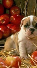 New mobile wallpapers - free download. Animals, Dogs, Apples picture and image for mobile phones.
