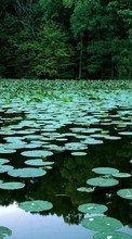 New 320x480 mobile wallpapers Landscape, Water, Swamp, Water lilies free download.