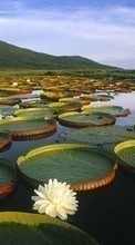 Landscape, Lilies, Swamp for Samsung Galaxy Star 2