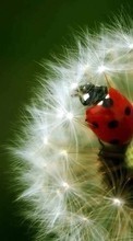 New mobile wallpapers - free download. Ladybugs, Flowers, Insects, Dandelions, Plants picture and image for mobile phones.