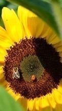 New mobile wallpapers - free download. Ladybugs, Flowers, Insects, Bees, Sunflowers, Plants picture and image for mobile phones.