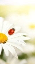 New mobile wallpapers - free download. Ladybugs, Flowers, Insects, Plants, Camomile picture and image for mobile phones.