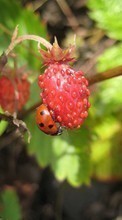 New mobile wallpapers - free download. Plants, Strawberry, Insects, Ladybugs, Berries picture and image for mobile phones.