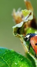 New mobile wallpapers - free download. Ladybugs, Drops, Insects picture and image for mobile phones.