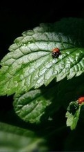 New mobile wallpapers - free download. Insects, Leaves, Ladybugs picture and image for mobile phones.