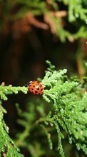 New 1080x1920 mobile wallpapers Insects, Ladybugs free download.