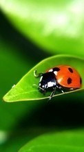 New mobile wallpapers - free download. Insects, Ladybugs picture and image for mobile phones.