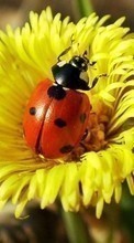 New mobile wallpapers - free download. Ladybugs, Insects picture and image for mobile phones.