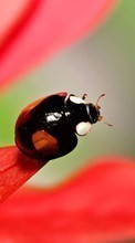 New mobile wallpapers - free download. Ladybugs, Insects picture and image for mobile phones.