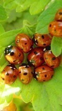 New mobile wallpapers - free download. Ladybugs,Insects picture and image for mobile phones.