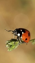 New mobile wallpapers - free download. Ladybugs,Insects picture and image for mobile phones.