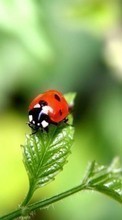 New 1024x600 mobile wallpapers Insects, Ladybugs free download.