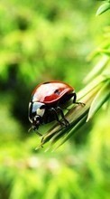 New mobile wallpapers - free download. Nature, Insects, Ladybugs picture and image for mobile phones.