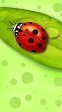 New mobile wallpapers - free download. Ladybugs, Insects, Pictures picture and image for mobile phones.