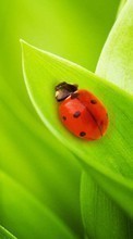 New mobile wallpapers - free download. Ladybugs, Insects, Grass picture and image for mobile phones.