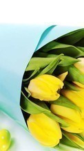 New mobile wallpapers - free download. Bouquets, Flowers, Background, Easter, Holidays, Tulips picture and image for mobile phones.