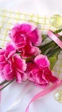 New mobile wallpapers - free download. Bouquets, Flowers, Carnations, Plants picture and image for mobile phones.