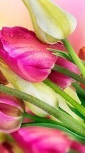 New mobile wallpapers - free download. Bouquets, Flowers, Drops, Plants, Tulips picture and image for mobile phones.