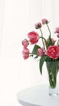 New mobile wallpapers - free download. Bouquets, Flowers, Objects, Peonies, Plants picture and image for mobile phones.