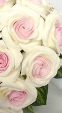 Bouquets, Flowers, Objects, Holidays, Plants, Roses, Wedding
