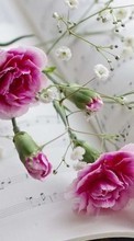 New mobile wallpapers - free download. Bouquets, Flowers, Objects, Plants picture and image for mobile phones.