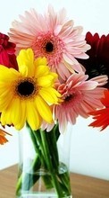 New mobile wallpapers - free download. Bouquets, Flowers, Holidays, Plants picture and image for mobile phones.