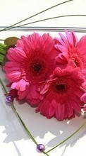 New mobile wallpapers - free download. Bouquets, Flowers, Holidays, Plants picture and image for mobile phones.