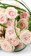 New mobile wallpapers - free download. Bouquets, Flowers, Holidays, Plants, Roses picture and image for mobile phones.