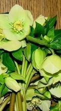 Bouquets, Flowers, Plants for Micromax Q324