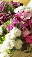 New mobile wallpapers - free download. Bouquets,Flowers,Plants picture and image for mobile phones.