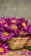 New mobile wallpapers - free download. Bouquets,Flowers,Plants picture and image for mobile phones.