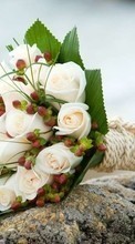 Bouquets,Flowers,Plants for LG Optimus L5 2 E450