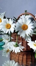 New mobile wallpapers - free download. Bouquets,Flowers,Plants,Camomile picture and image for mobile phones.