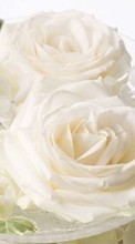 New mobile wallpapers - free download. Bouquets, Flowers, Plants, Roses picture and image for mobile phones.