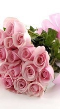 New mobile wallpapers - free download. Bouquets,Flowers,Plants,Roses picture and image for mobile phones.