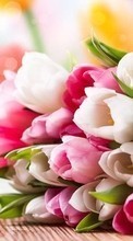 New mobile wallpapers - free download. Bouquets, Flowers, Plants, Tulips picture and image for mobile phones.